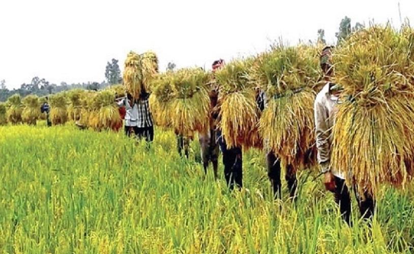 উত্তরাঞ্চলে আগাম জাতের আমন ধানে কৃষকের মুখে হাসি